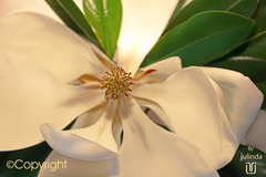 GIANT MAGNOLIA