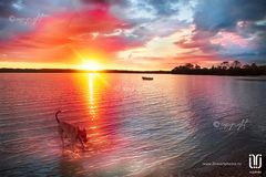 Flamingo Sky