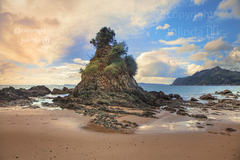 TAWNY AT COROMANDEL